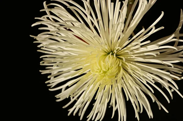 Κοντινό Πλάνο Του Όμορφου Χρυσάνθεμα Λουλούδι — Φωτογραφία Αρχείου