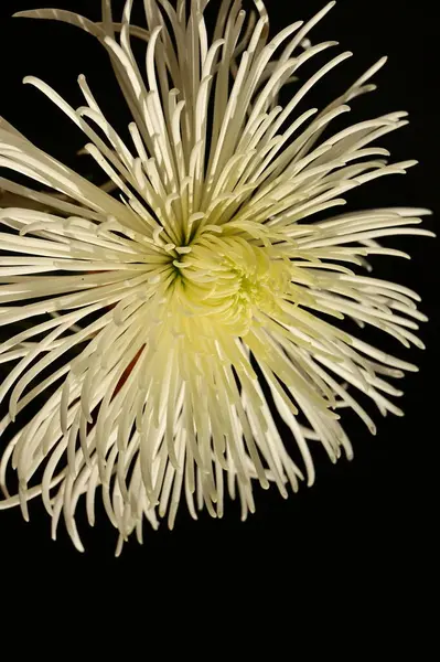 Gros Plan Belle Fleur Chrysanthème — Photo