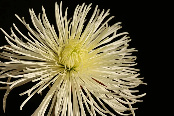 一朵朵美丽的菊花 — 图库照片