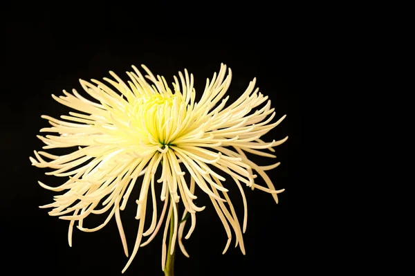 stock image close up of beautiful chrysanthemum flower