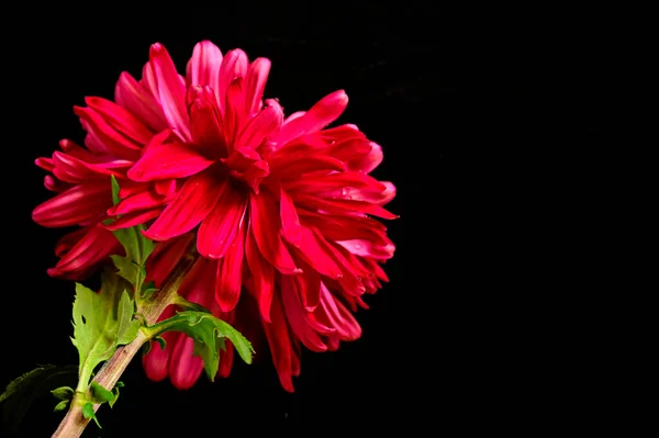 Nahaufnahme Der Schönen Chrysanthemenblüte — Stockfoto