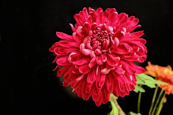 美しい菊の花の終わり — ストック写真