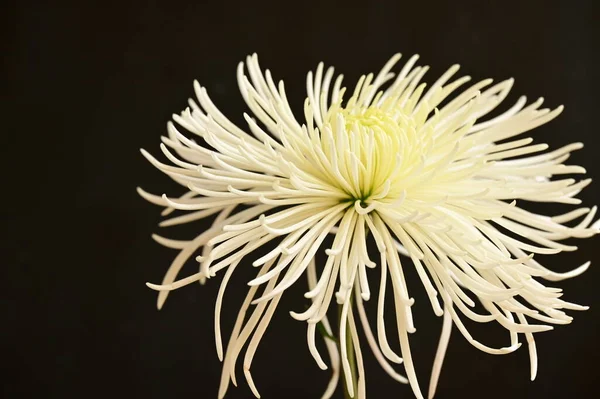 Zblízka Krásné Chryzantémy Květiny — Stock fotografie