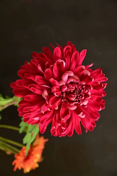 暗色の背景に美しい赤い菊の花 — ストック写真