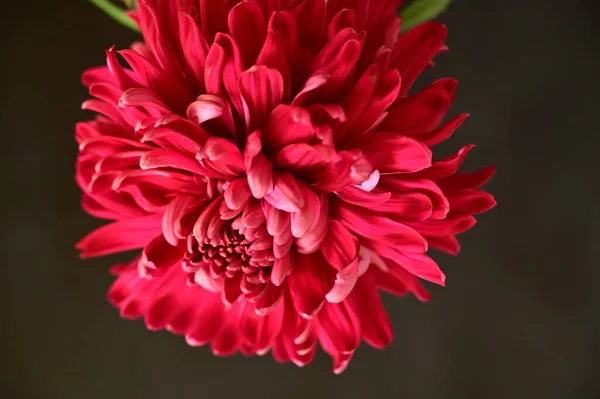 Belles Fleurs Chrysanthème Rouge Sur Fond Sombre — Photo