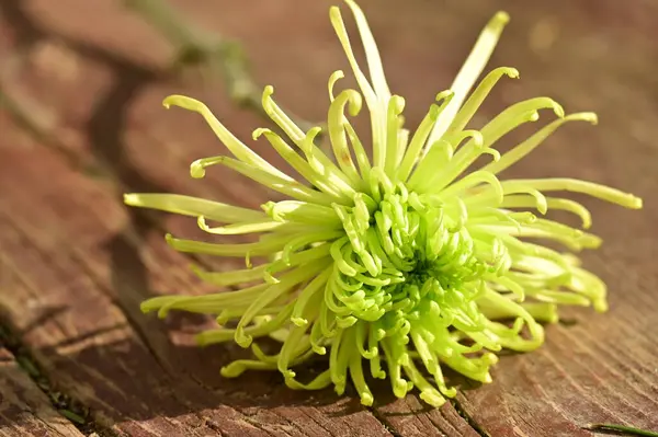 stock image beautiful yellow chrysanthemum flower on wooden background