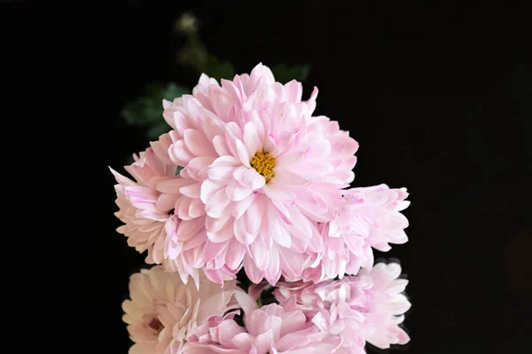 Gyönyörű Érzékeny Rózsaszín Krizantém Virágok Sötét Háttér — Stock Fotó