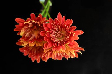 Güzel sonbahar kasımpatılarını kapatın.