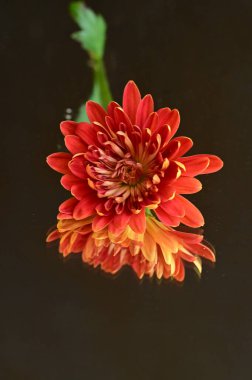 Güzel sonbahar kasımpatılarını kapatın.