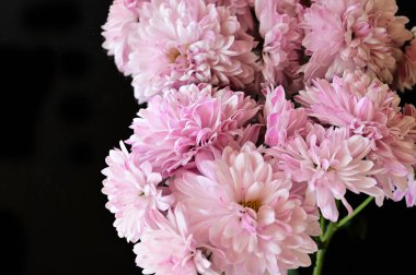 Güzel sonbahar kasımpatılarını kapatın.