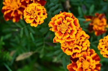 Bahçe çiçekleri, yaz mevsimi