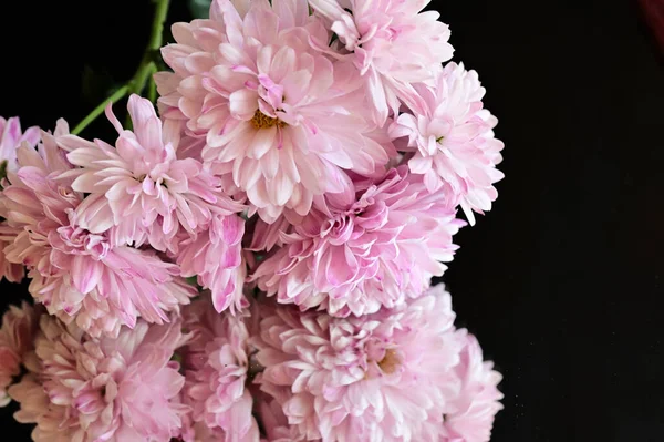 Крупним Планом Красиві Осінні Хризантеми — стокове фото