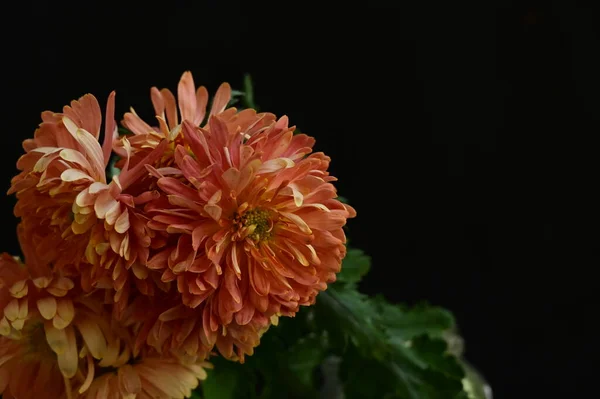Крупним Планом Красиві Осінні Квіти — стокове фото