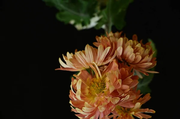 Nahaufnahme Von Schönen Herbstblumen — Stockfoto