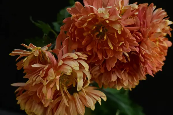 Closeup Της Όμορφα Φθινοπωρινά Λουλούδια — Φωτογραφία Αρχείου