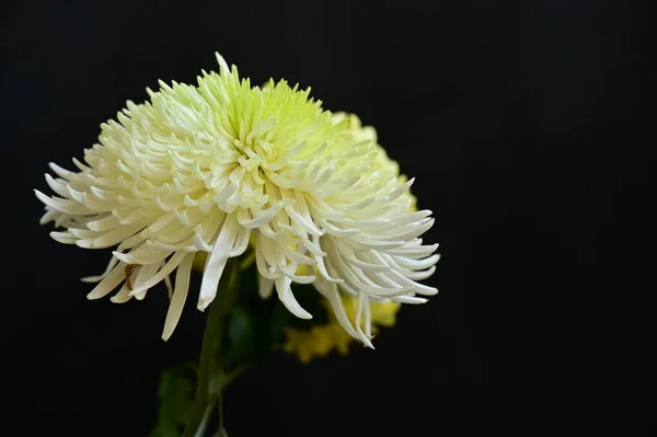 Beautiful Chrysanthemum Flowers Dark Background — Stock Photo, Image