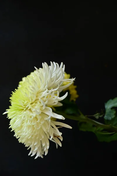 Beautiful Chrysanthemum Flowers Dark Background — Stock Photo, Image