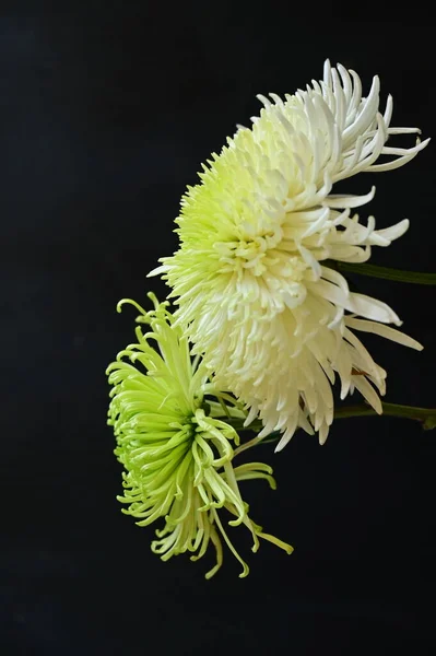 Zbliżenie Piękne Kwiaty Jesienne — Zdjęcie stockowe