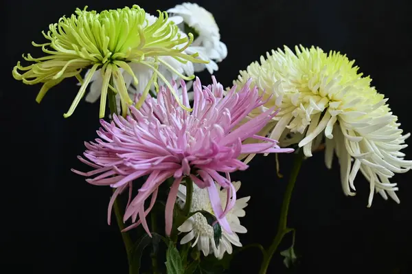 stock image closeup of beautiful  autumn  flowers