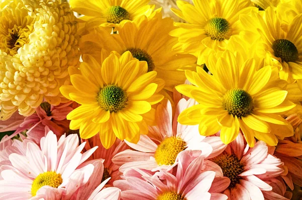Fechar Belas Flores Outono — Fotografia de Stock
