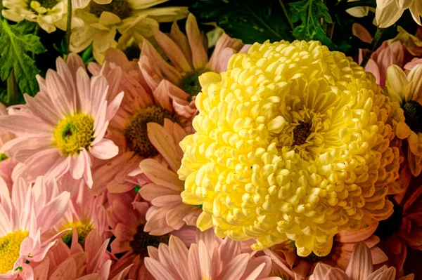 Fechar Belas Flores Outono — Fotografia de Stock