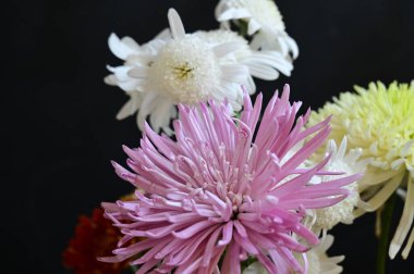 Güzel closeup sonbahar çiçekler