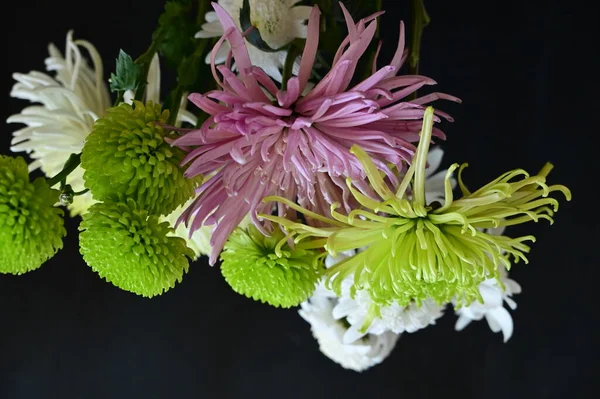 stock image closeup of beautiful  autumn  flowers