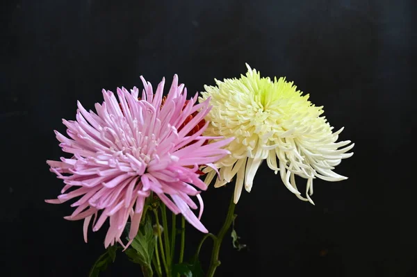 Primer Plano Hermosos Crisantemos Flores — Foto de Stock