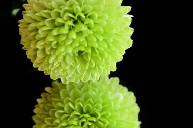 Siyah arkaplanda yeşil kasımpatılar