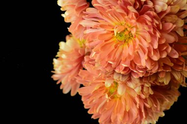 Koyu arkaplanda güzel turuncu kasımpatı çiçekleri