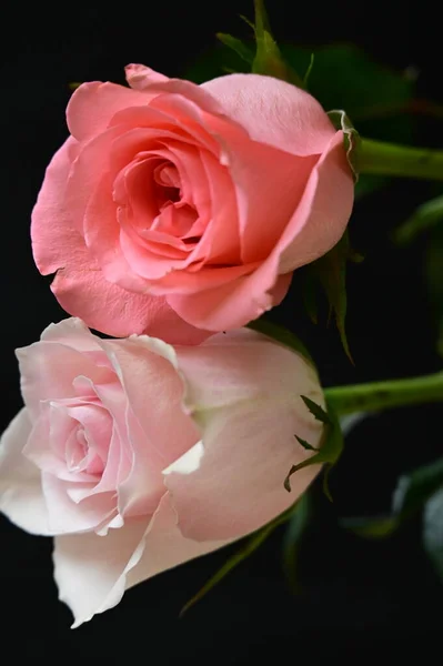Gros Plan Belles Roses Fleurs — Photo
