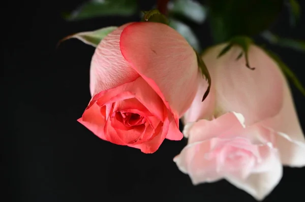 Primer Plano Hermosas Rosas Flores — Foto de Stock