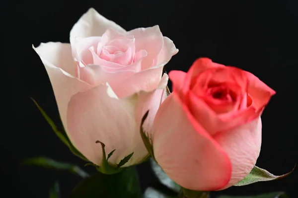 Detailní Záběr Krásné Růže Květiny — Stock fotografie