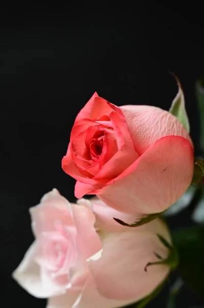 Κοντινό Πλάνο Όμορφων Τριαντάφυλλων Λουλουδιών — Φωτογραφία Αρχείου