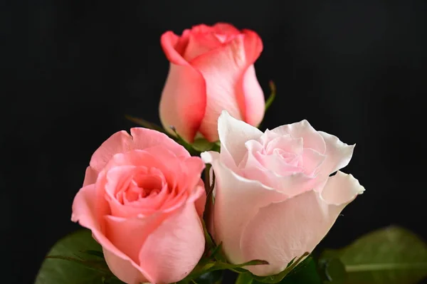 Close Belas Rosas Flores — Fotografia de Stock