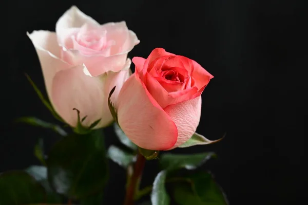 Крупный План Красивых Роз Цветов — стоковое фото
