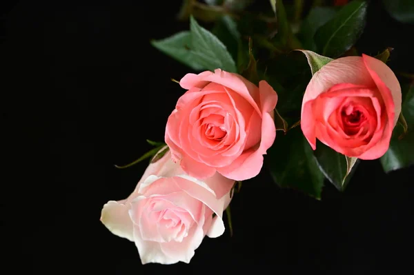 美丽的玫瑰 花朵的特写 — 图库照片