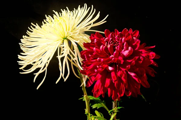 Güzel Kasımpatılara Çiçeklere Yakın Çekim — Stok fotoğraf