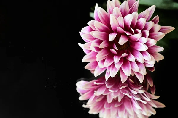 Koyu Arkaplanda Güzel Kasımpatı Çiçekleri — Stok fotoğraf
