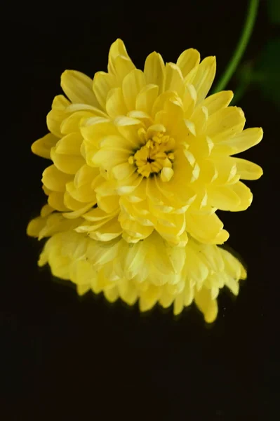 Fiore Crisantemo Giallo Con Riflesso Sullo Sfondo Scuro — Foto Stock