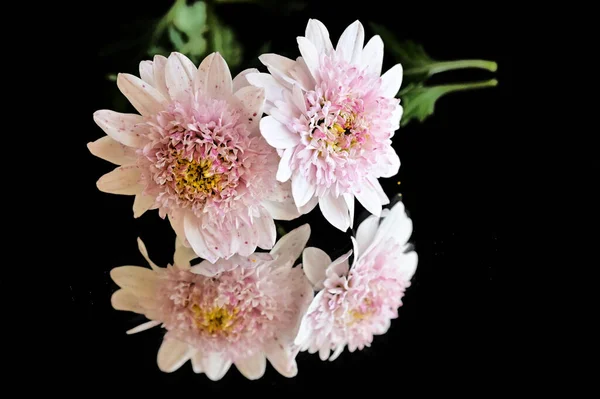 Vista Cerca Hermosas Flores Blancas Rosadas Sobre Fondo Oscuro — Foto de Stock