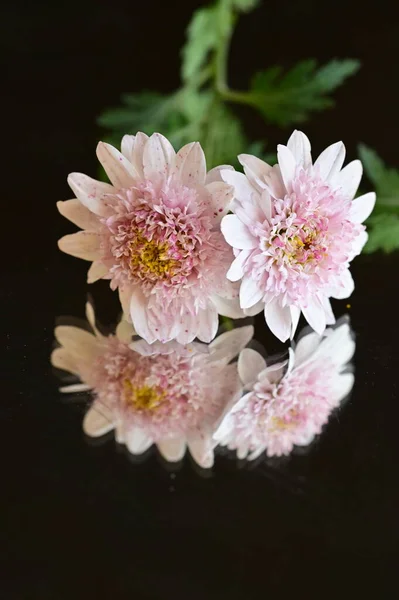 Крупным Планом Вид Красивых Белых Розовых Цветов Темном Фоне — стоковое фото