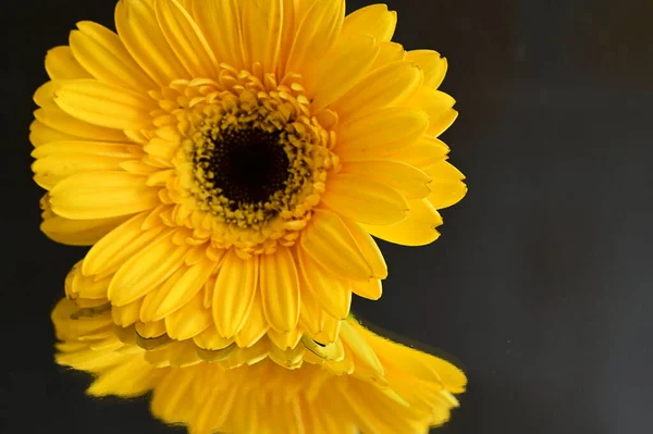 Beautiful Yellow Gerbera Flower Reflection Dark Background — Stock Photo, Image