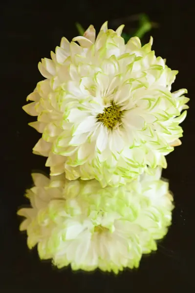 暗さを反映した白い菊の花 — ストック写真