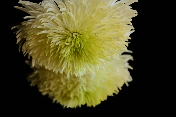 Κίτρινο Χρυσάνθεμο Λουλούδι Αντανάκλαση Στο Σκούρο Φόντο — Φωτογραφία Αρχείου