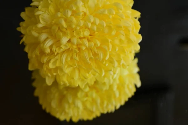 Fiore Crisantemo Giallo Con Riflesso Sullo Sfondo Scuro — Foto Stock