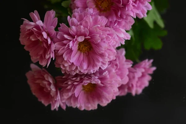 Ροζ Χρυσάνθεμο Λουλούδια Στο Σκούρο Φόντο — Φωτογραφία Αρχείου