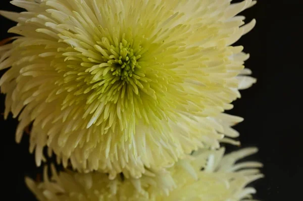 stock image white chrysanthemum flower with reflection on the dark background