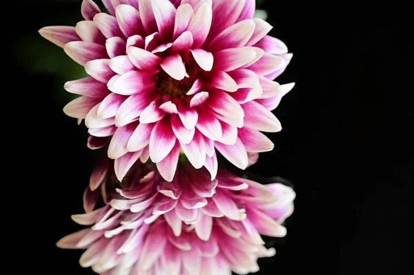 Vacker Vit Och Rosa Krysantemum Blomma Den Mörka Bakgrunden — Stockfoto