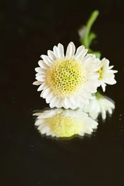 Flor Crisantemo Blanco Con Reflexión Sobre Fondo Oscuro — Foto de Stock